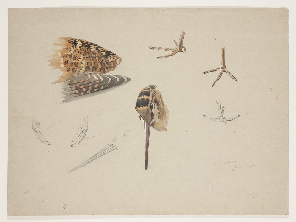 Houtsnip snavel, voeten en vleugel, c.1915 door Archibald Thorburn