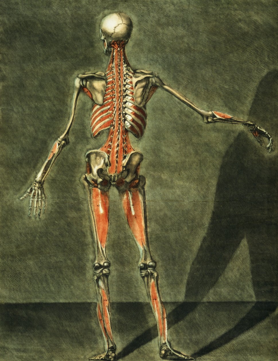 Diep spierstelsel van de rug van het lichaam, plaat 10 van een complete cursus anatomie met tekst door Jadelot, gegraveerd door de kunstenaar, gepubliceerd in 1773 door Arnauld Eloi Gautier D