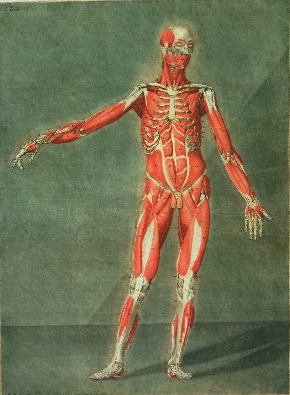 Oppervlakkig Spierstelsel van de Voorkant van het Lichaam, plaat 4 uit een complete cursus anatomie met tekst door Jadelot, gegraveerd door de kunstenaar, uitgegeven 1773 door Arnauld Eloi Gautier D