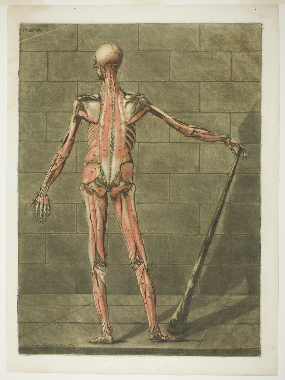 Achteraanzicht van de Spiermens, plaat negen uit Complete Cursus Anatomie door Arnauld Eloi Gautier D