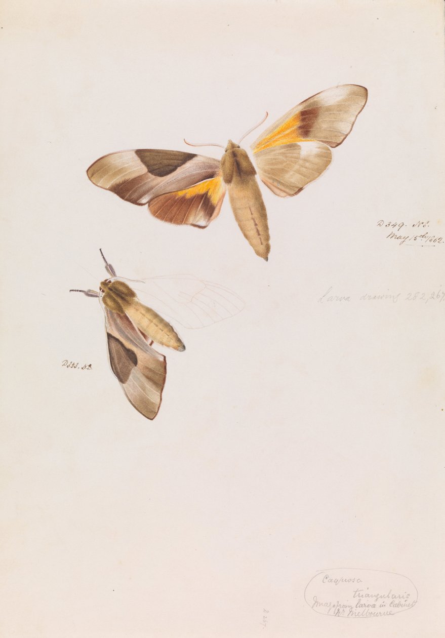 Dubbelkoppige haviksmot, Coequosa triangularis door Arthur Bartholomew