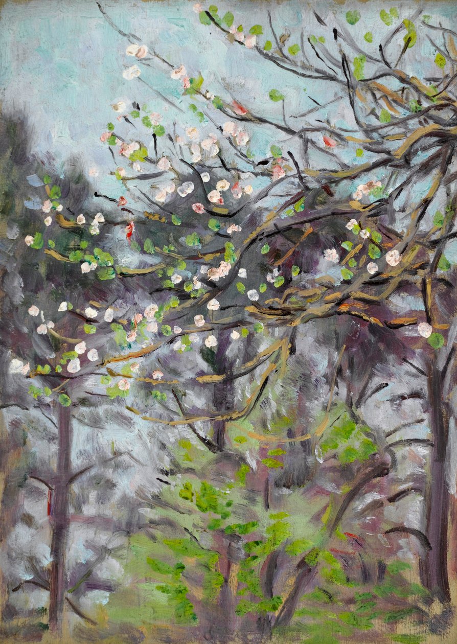 Kersenboom in bloei met pijnbomen op de achtergrond door Arthur Haythorne Studd