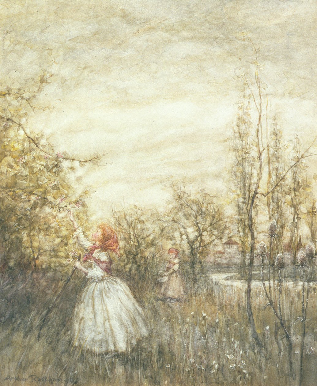 Kamperfoelie, 1905 door Arthur Rackham
