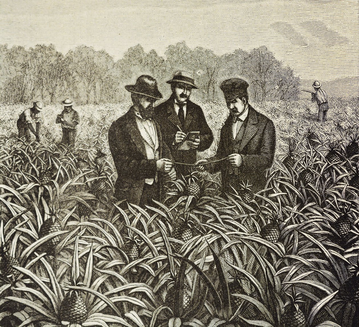 Engeland (19e eeuw). Kolonisatie (1880). Bahama ananasplantage. Engelse kolonie op New Providence Island. Ananassen waren een van de belangrijkste exportproducten uit de haven van Nassau. Gravure. Privécollectie door Artist Unknown