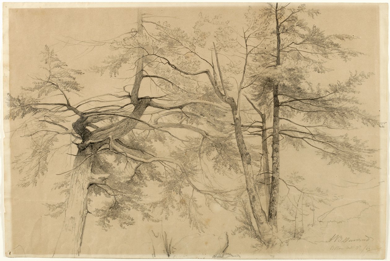 Studie van twee bomen, Bolton, Lake George, New York, 1863 door Asher Brown Durand