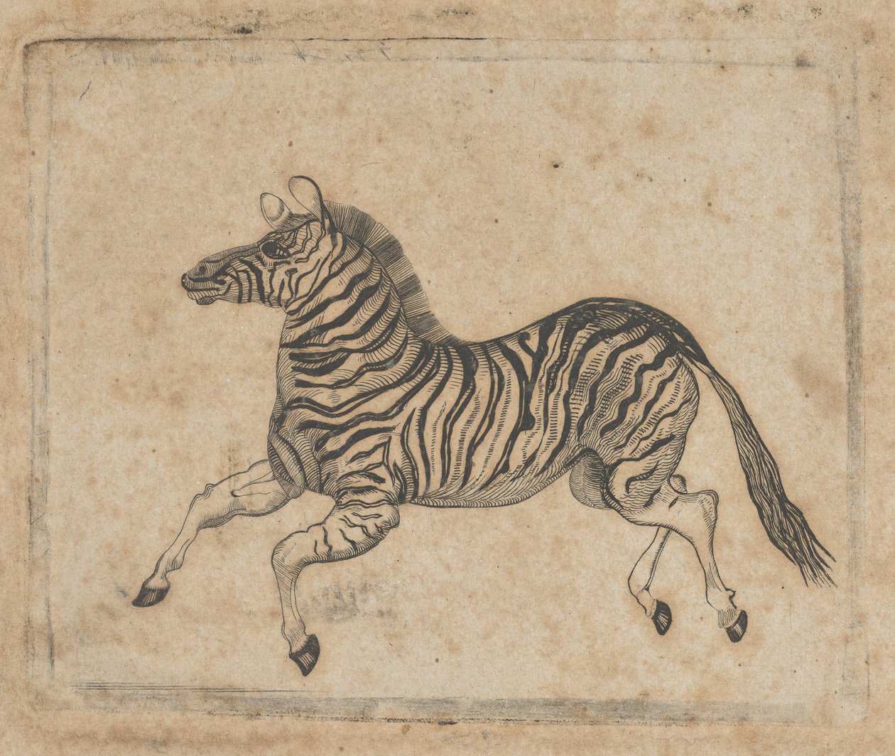 Bankbiljet vignette met een zebra, ca. 1824-37 door Asher Brown Durand.