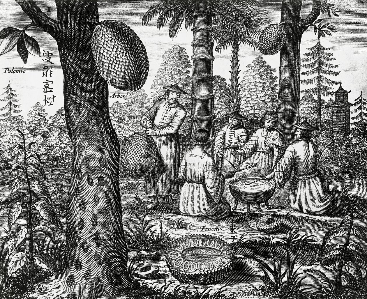 Chinese vruchten (Arbor polomie, Chinese papaja), gravure uit China monuments door Athanasius Kircher