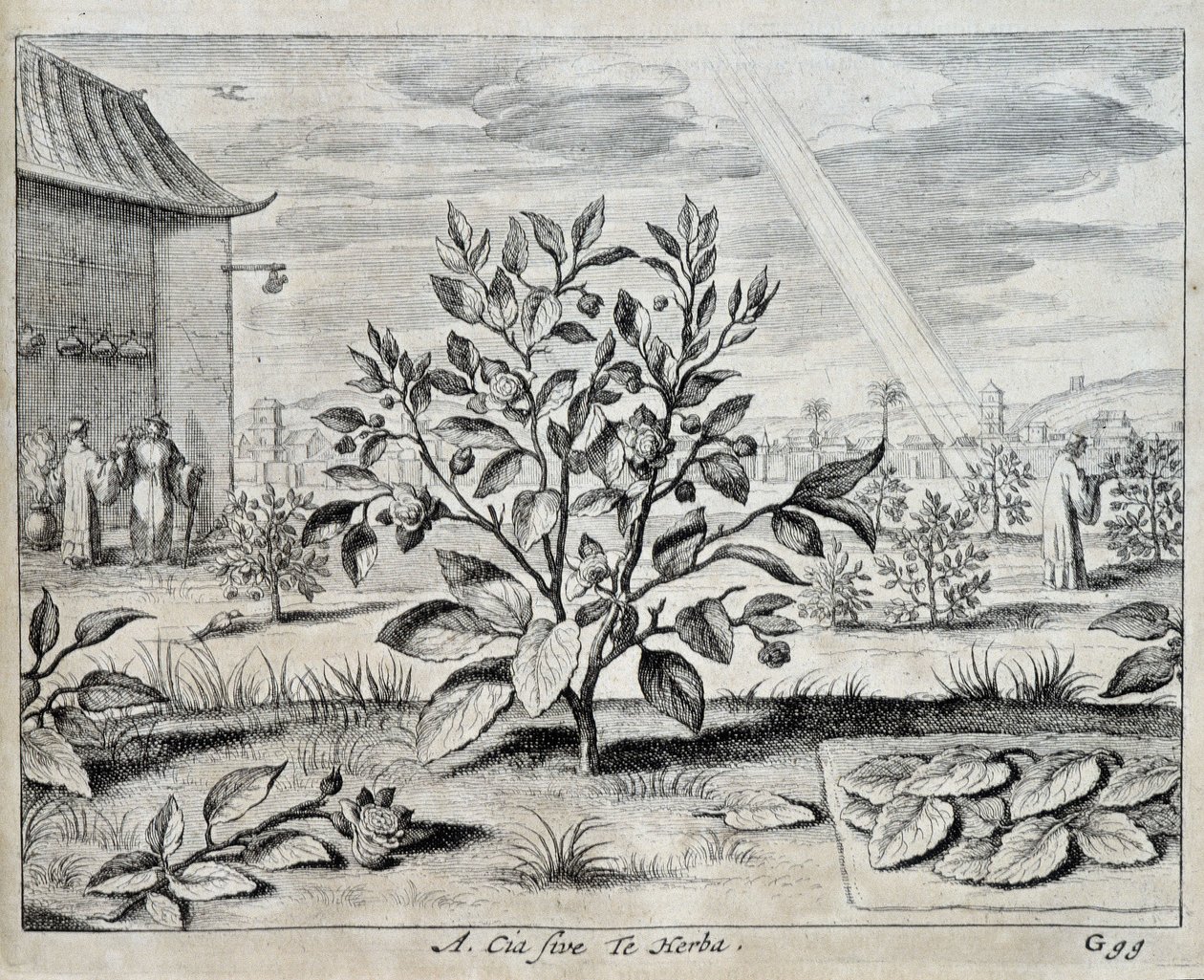 De camellia - in 