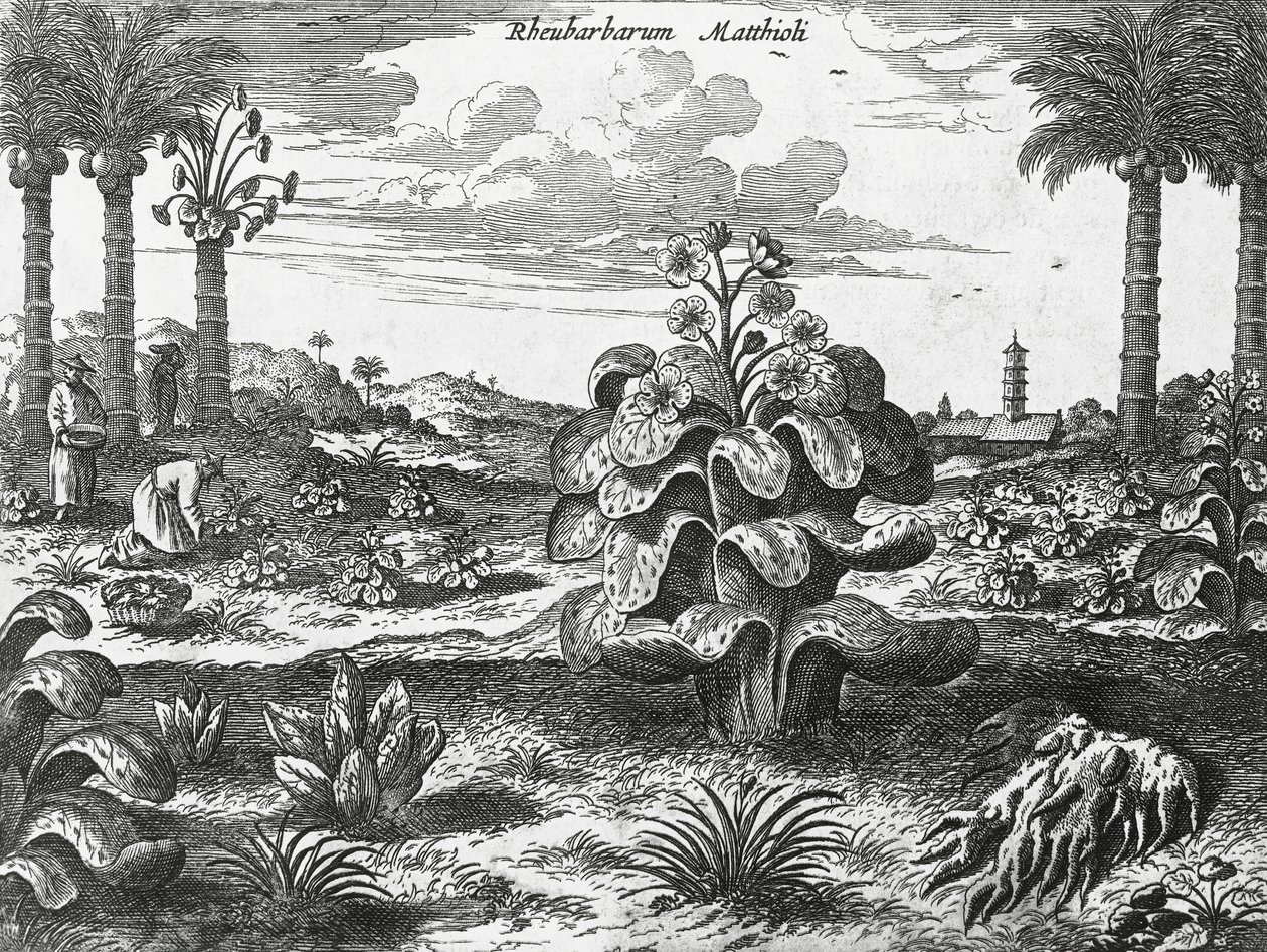 Rabarberplant, gravure uit China monuments door Athanasius Kircher