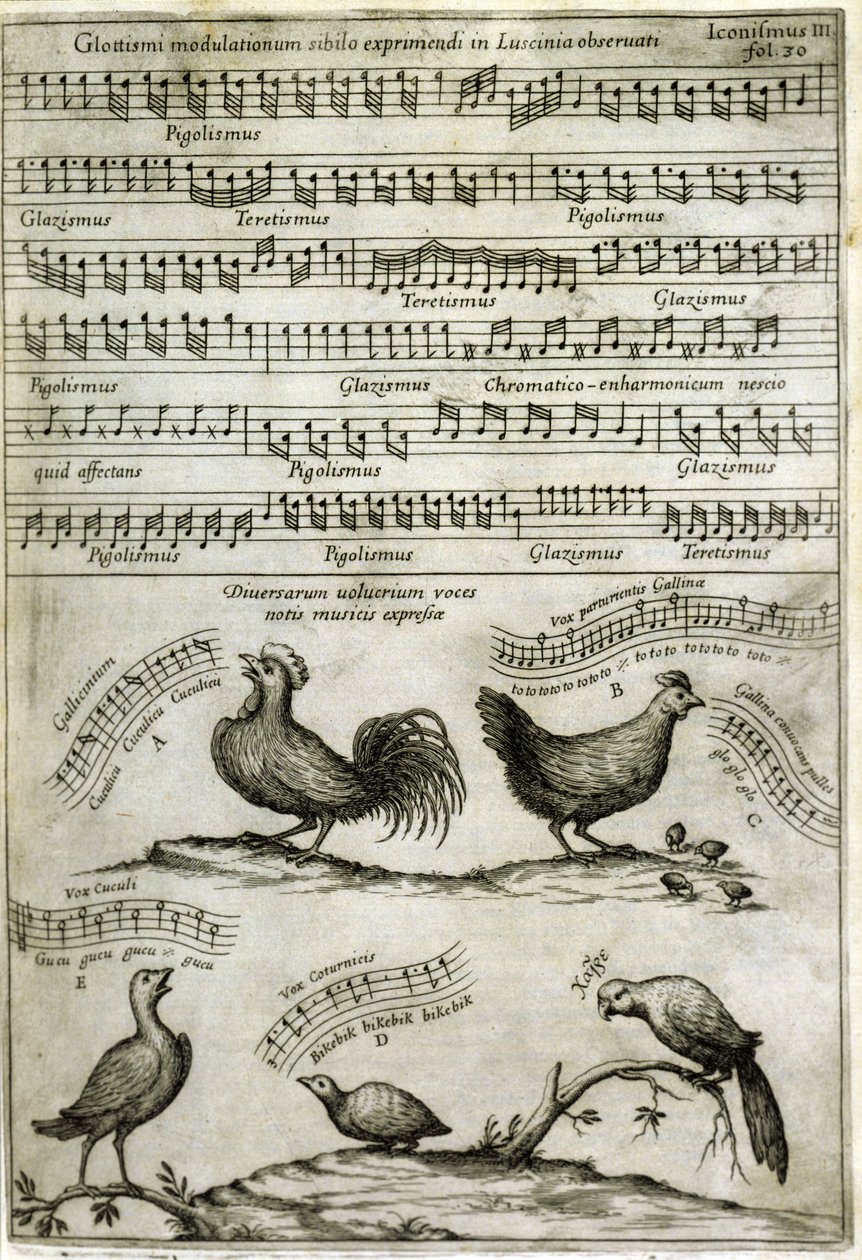 Het lied van bepaalde vogels uitgedrukt in muzieknoten naar: 