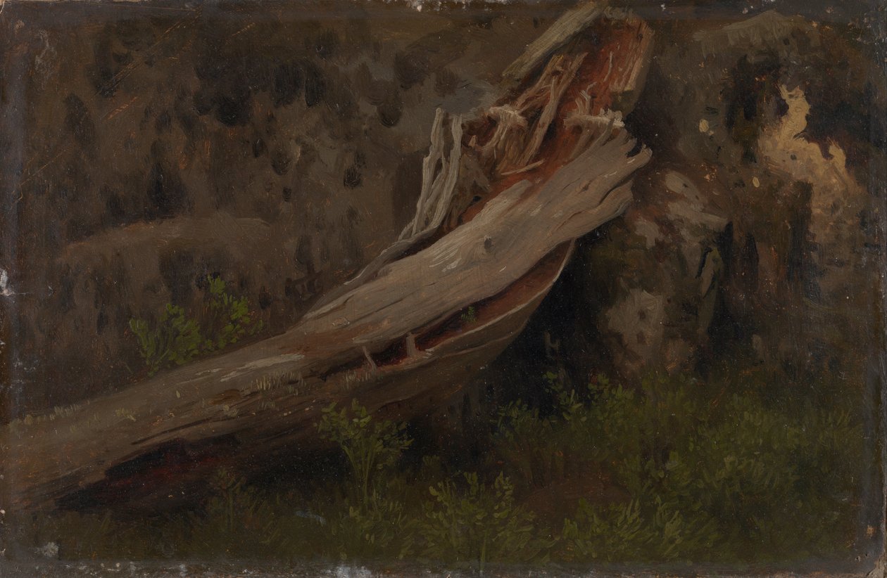 Studie van een rottende stam door August Cappelen