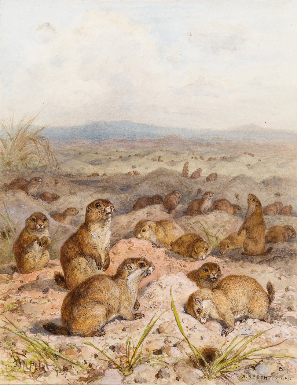 Marmotten bij hun holen door August Specht