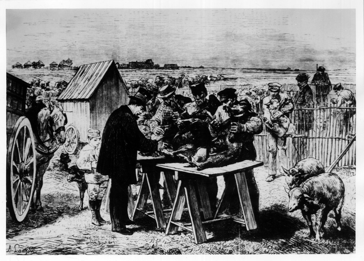 Vaccinatie van schapen door Pasteur, gravure door A. Lançon. door Auguste Andre Lancon