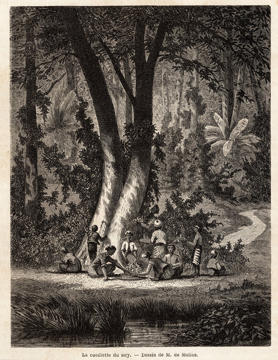Het plukken van Syri, of betel, waarvan het met kalk bedekte blad essentieel is voor de productie van lokale Chic. Tekening door M. de Molins, om zijn reis naar Java te illustreren door Auguste de Molins