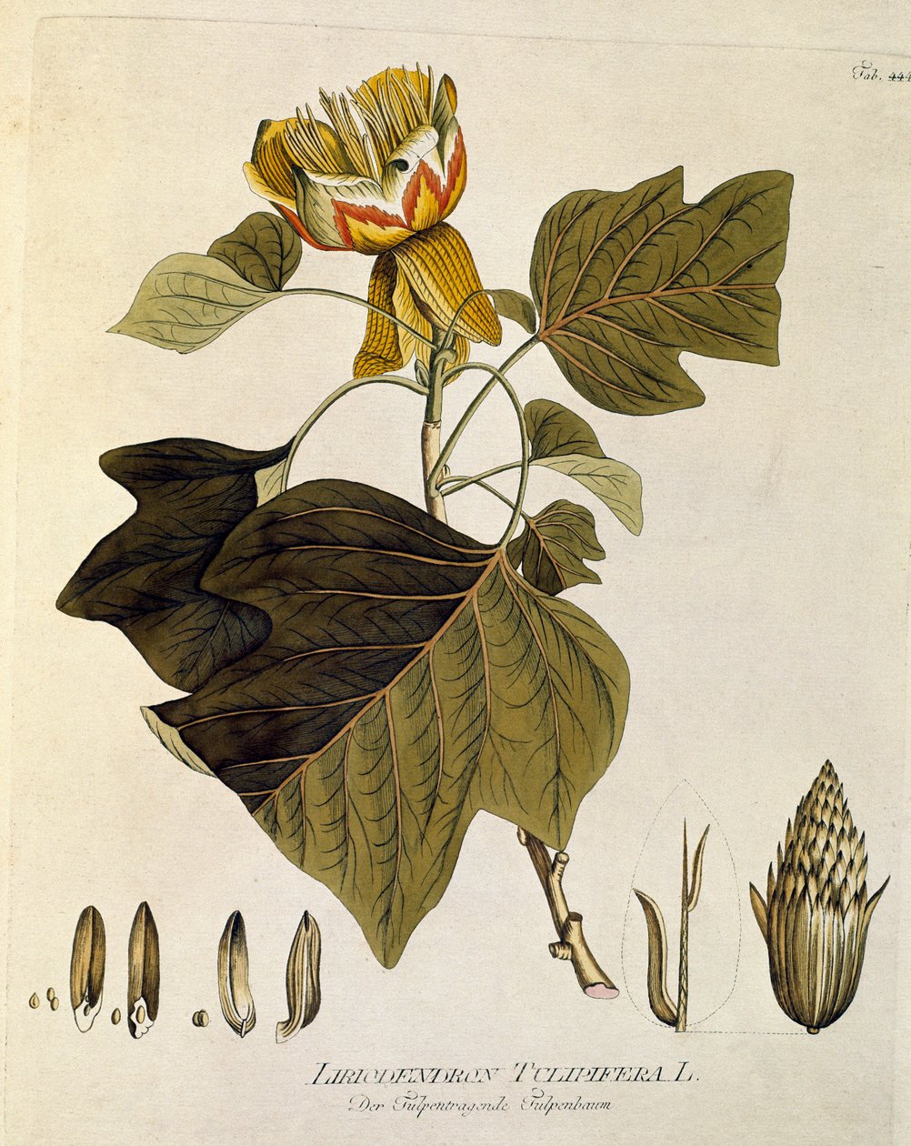 Botanisch: 