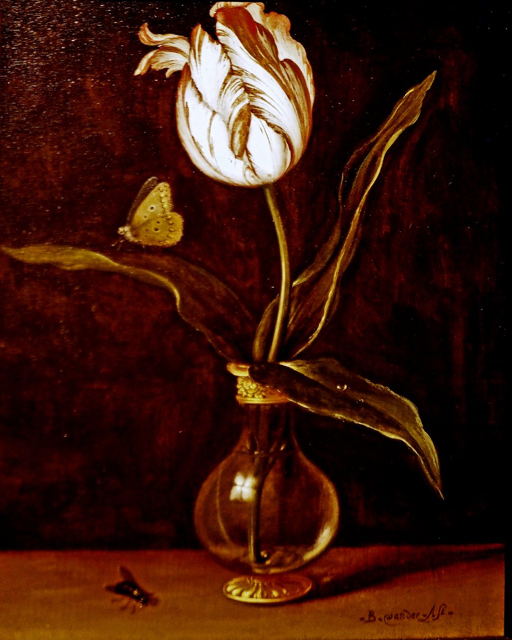 Een enkele tulp in een vaas door Balthasar van der Ast