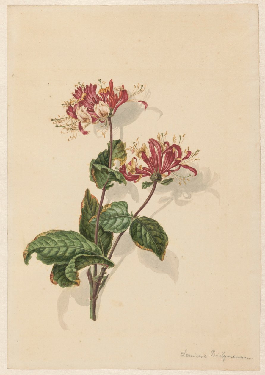 Tak wilde kamperfoelie (Lonicera periclymenum) door Barend Hendrik Thier