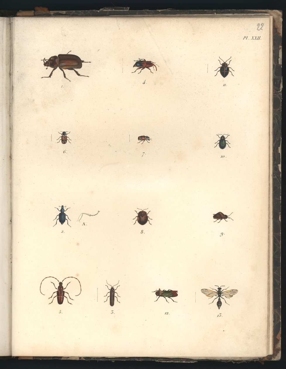 Kevers en wespen, Pl.XXII, illustratie uit 