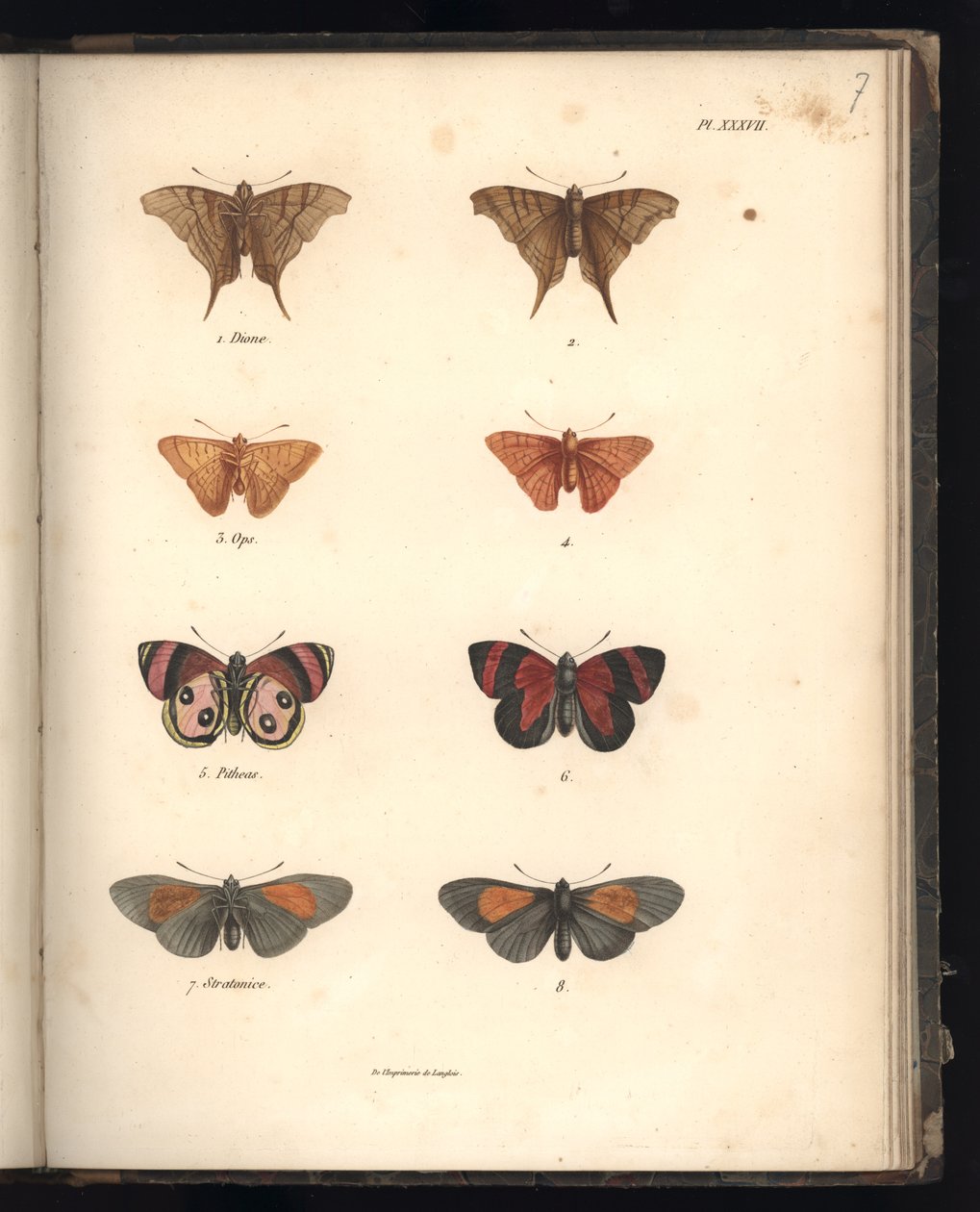 Lepidoptera, Pl. XXXVII, illustratie uit 