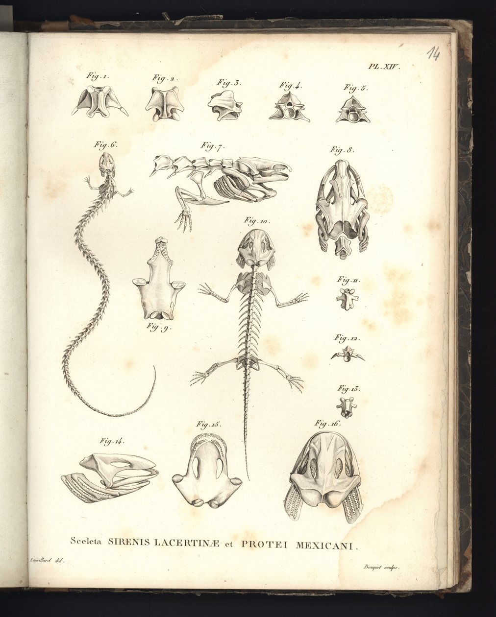 Sceleta Strenis Lacertinae et Protei Mexicani, plaat XIV, Osteologie van de sirenomelia en axolotl door Baron Friedrich Alexander von Humboldt