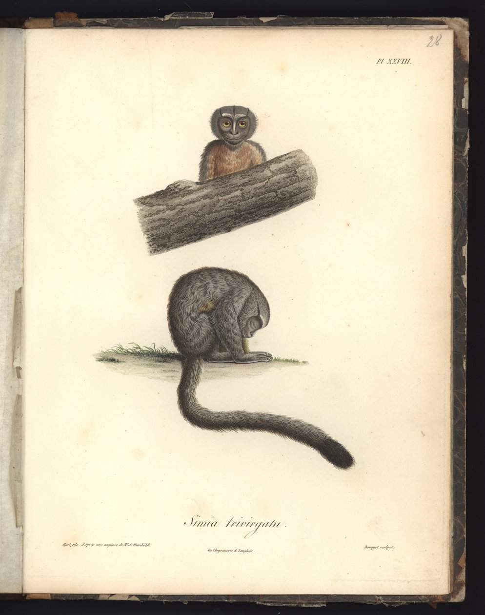 Simia trivirgata, Pl.XXVIII, staal gegraveerd door Louis Bouquet na een gravure van Nicola Huet, illustratie uit 