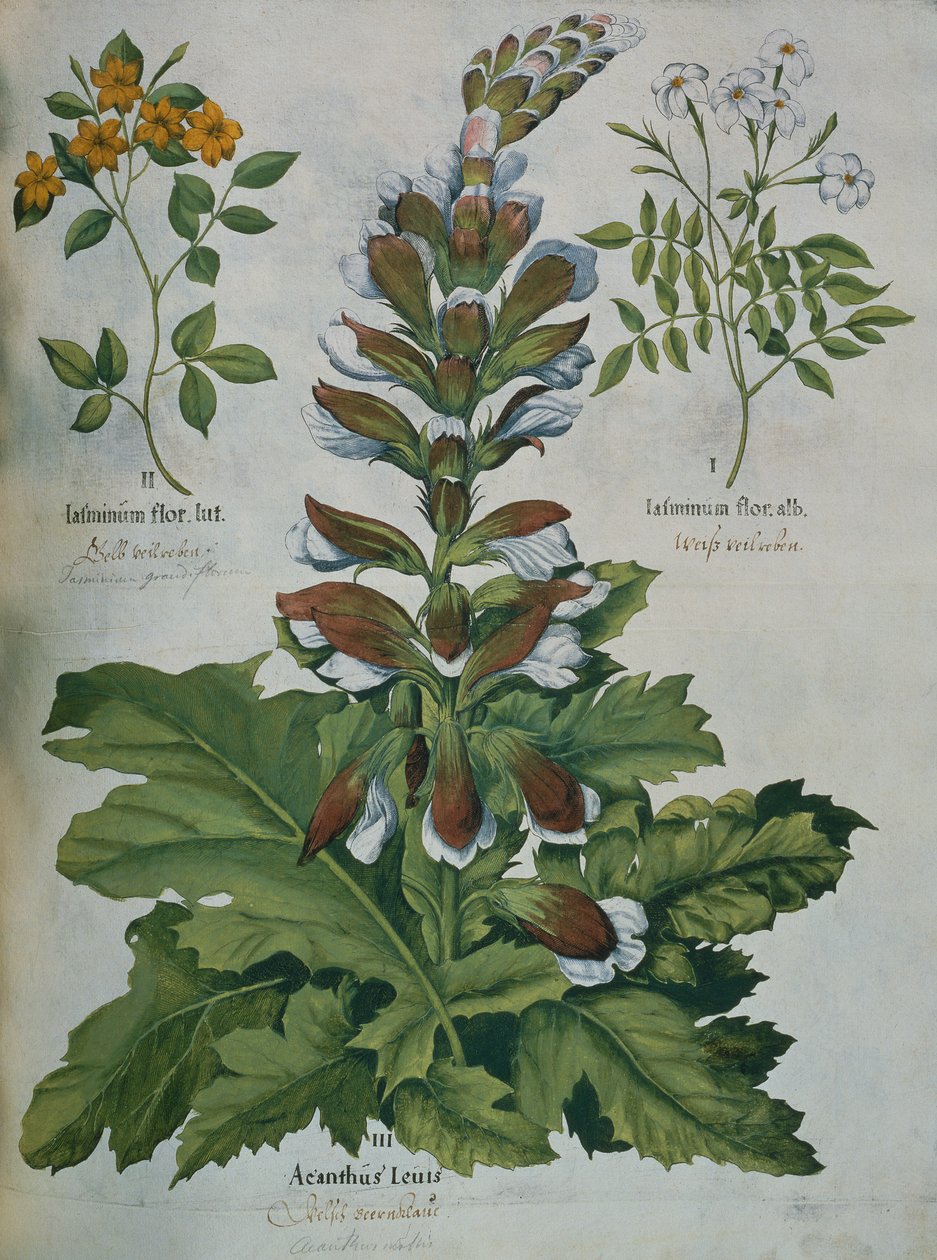 Een Blad uit Besler