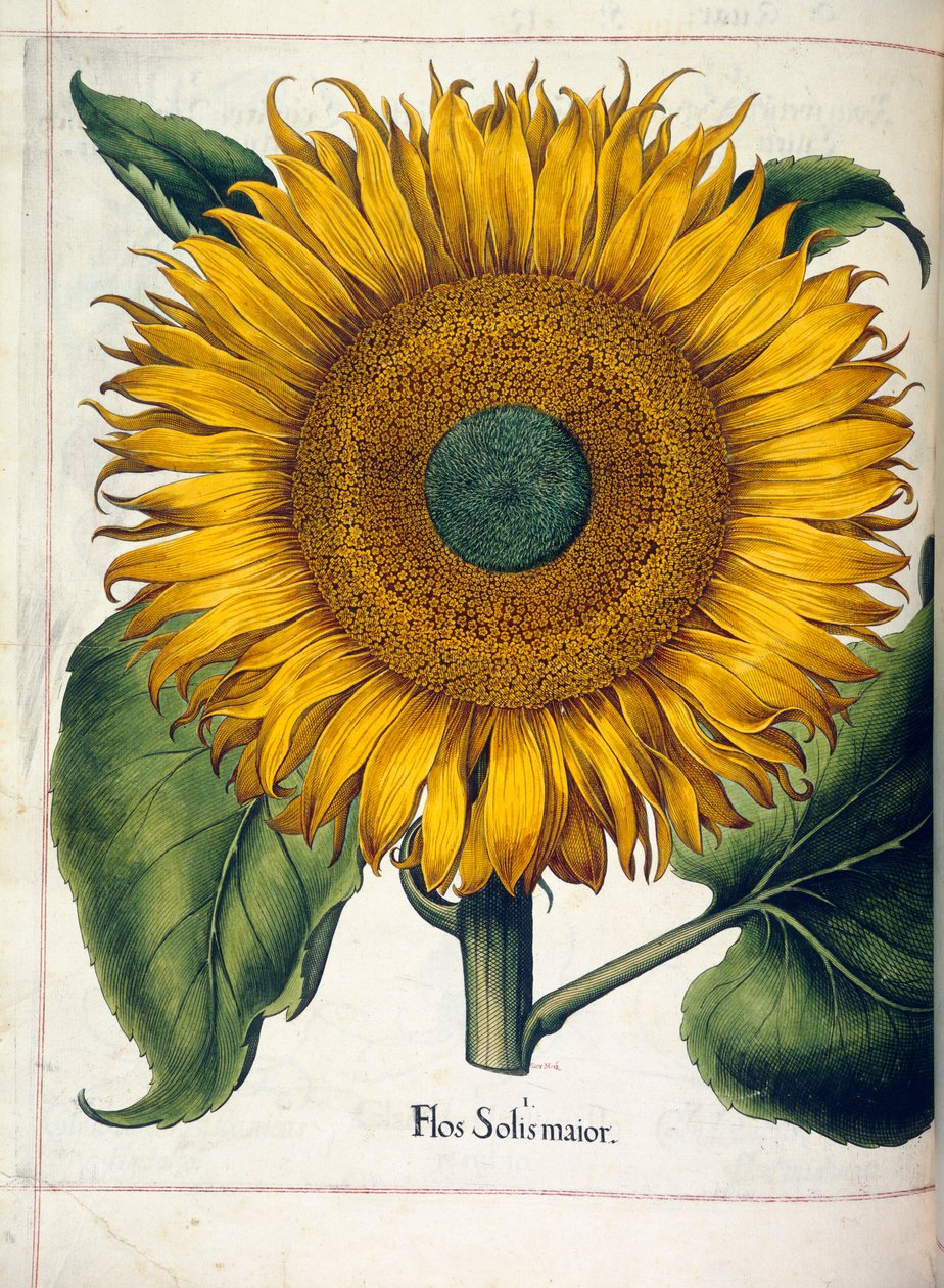 Een zonnebloem (flos slois major), uit 