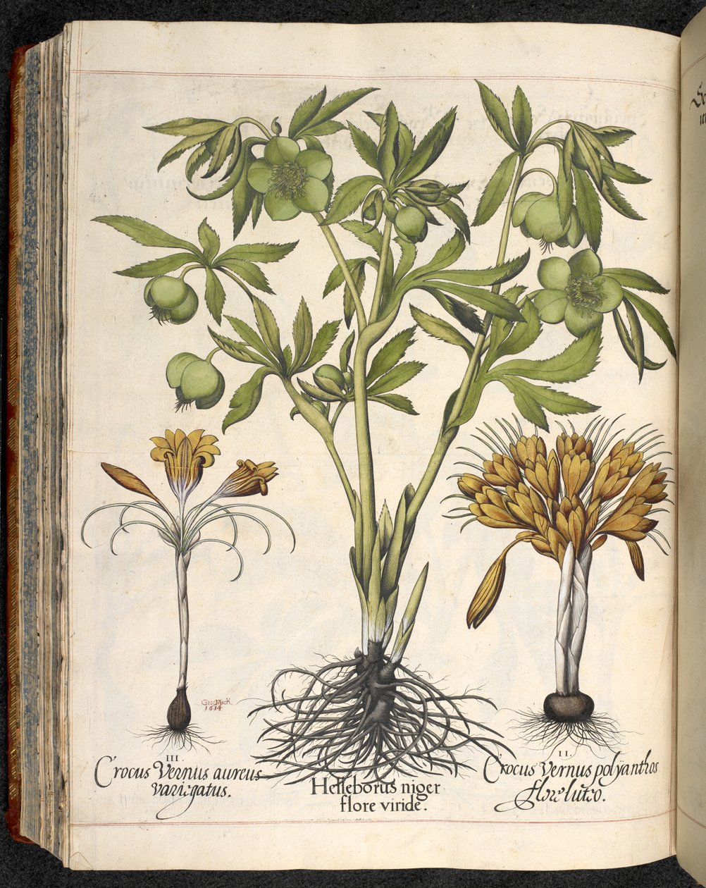 Helleborus niger, Crocus vernus, uit Hortus Eystettensis, door Basilius Besler door Basilius Besler