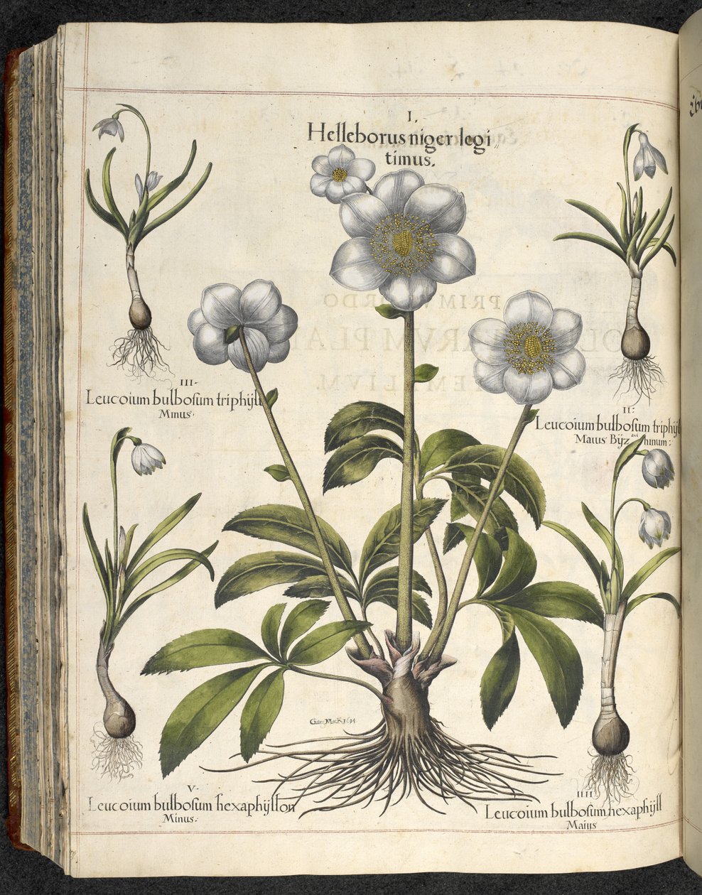 Helleborus niger, Illustratie uit 