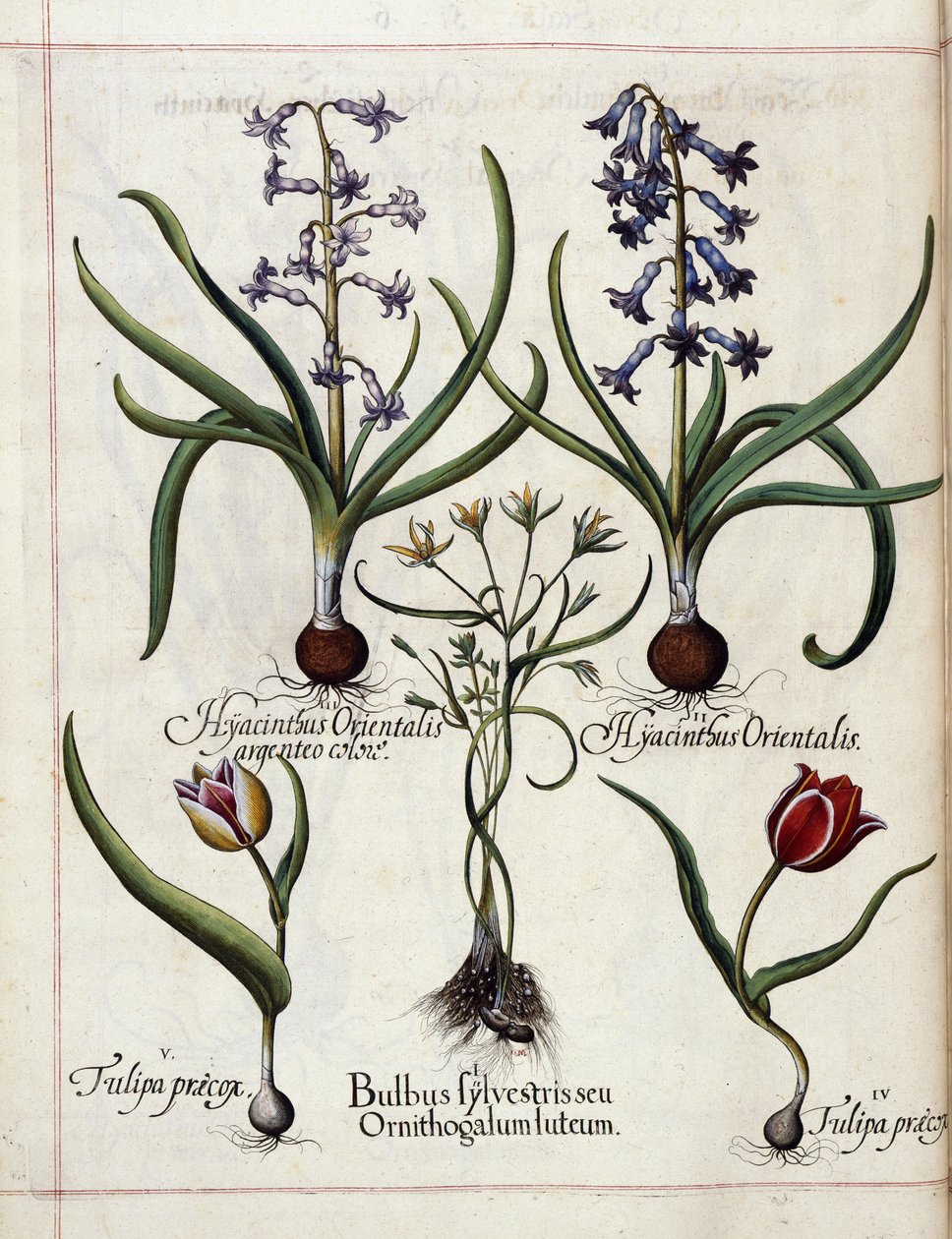 Hyacint en tulp, uit 