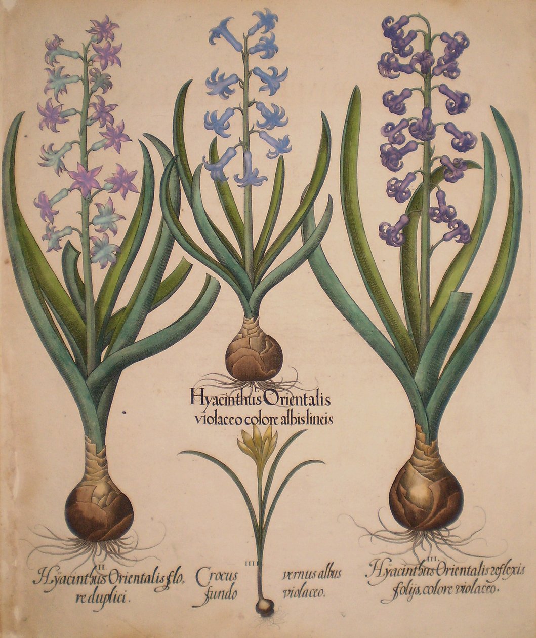 Hyacinthus orientalis floreduplici-Hyacinthus orientalis violaceo albislienis-Crocus vernus albus fundo violaceo-Hyacinthus orientalis reflexis folys colore violaceo door Basilius Besler