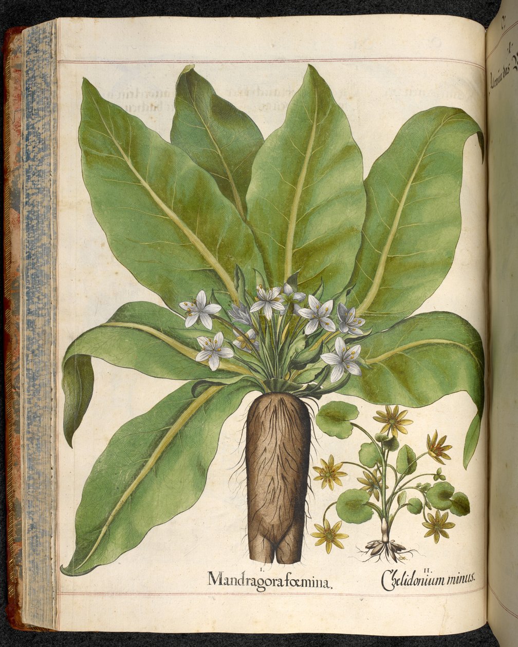 Mandragora foemina (Mandragora), uit Hortus Eystettensis, door Basilius Besler door Basilius Besler