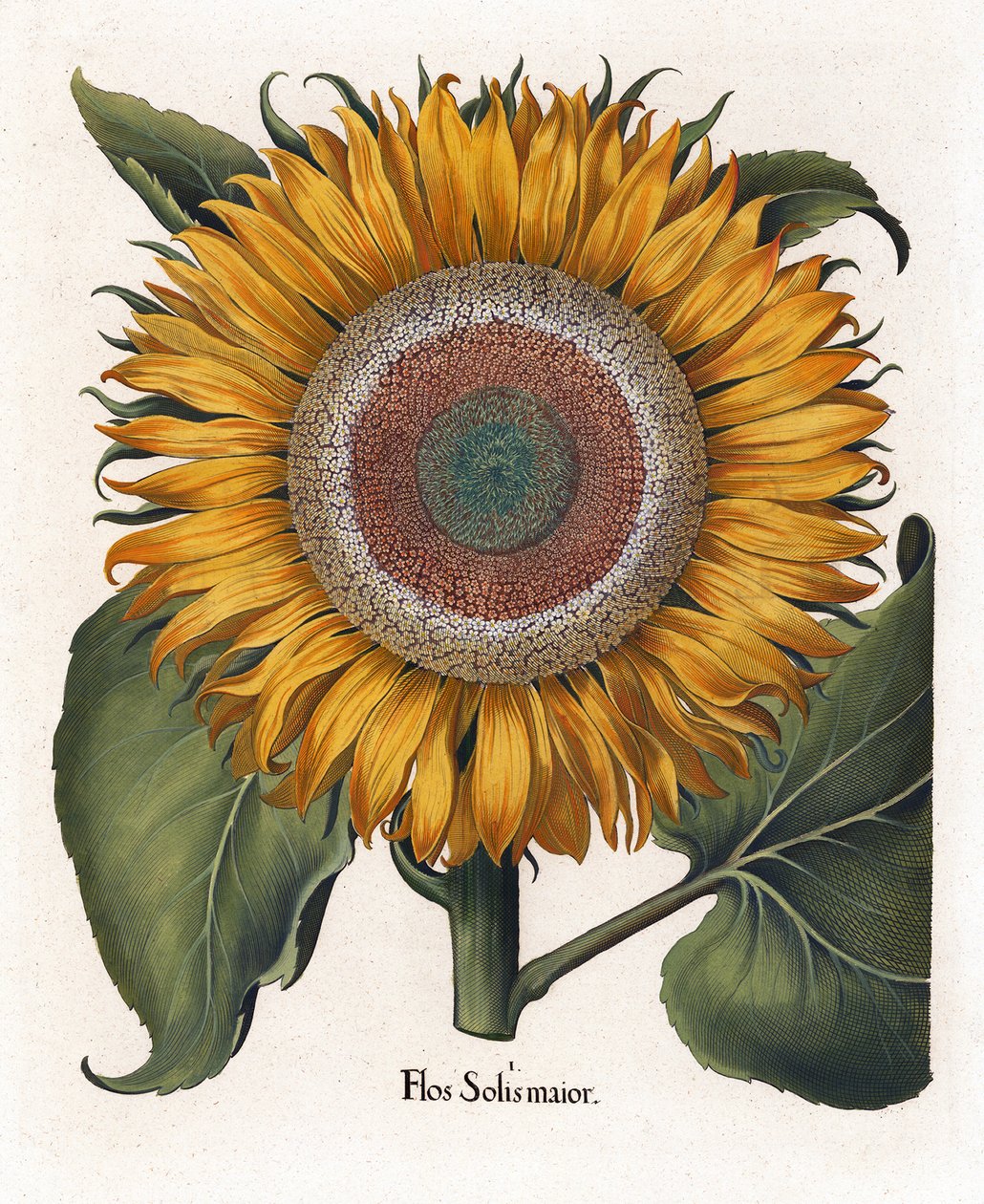 De gewone zonnebloem door Basilius Besler