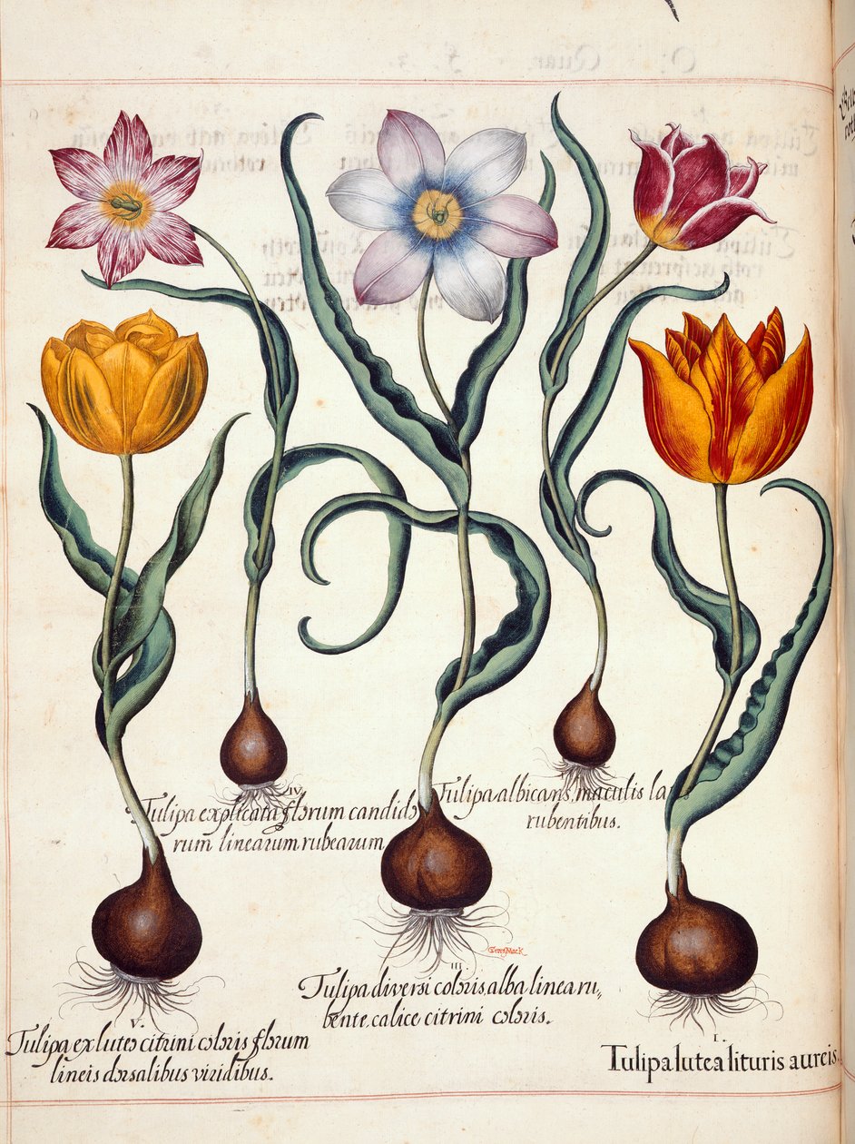 Tulpen, uit 