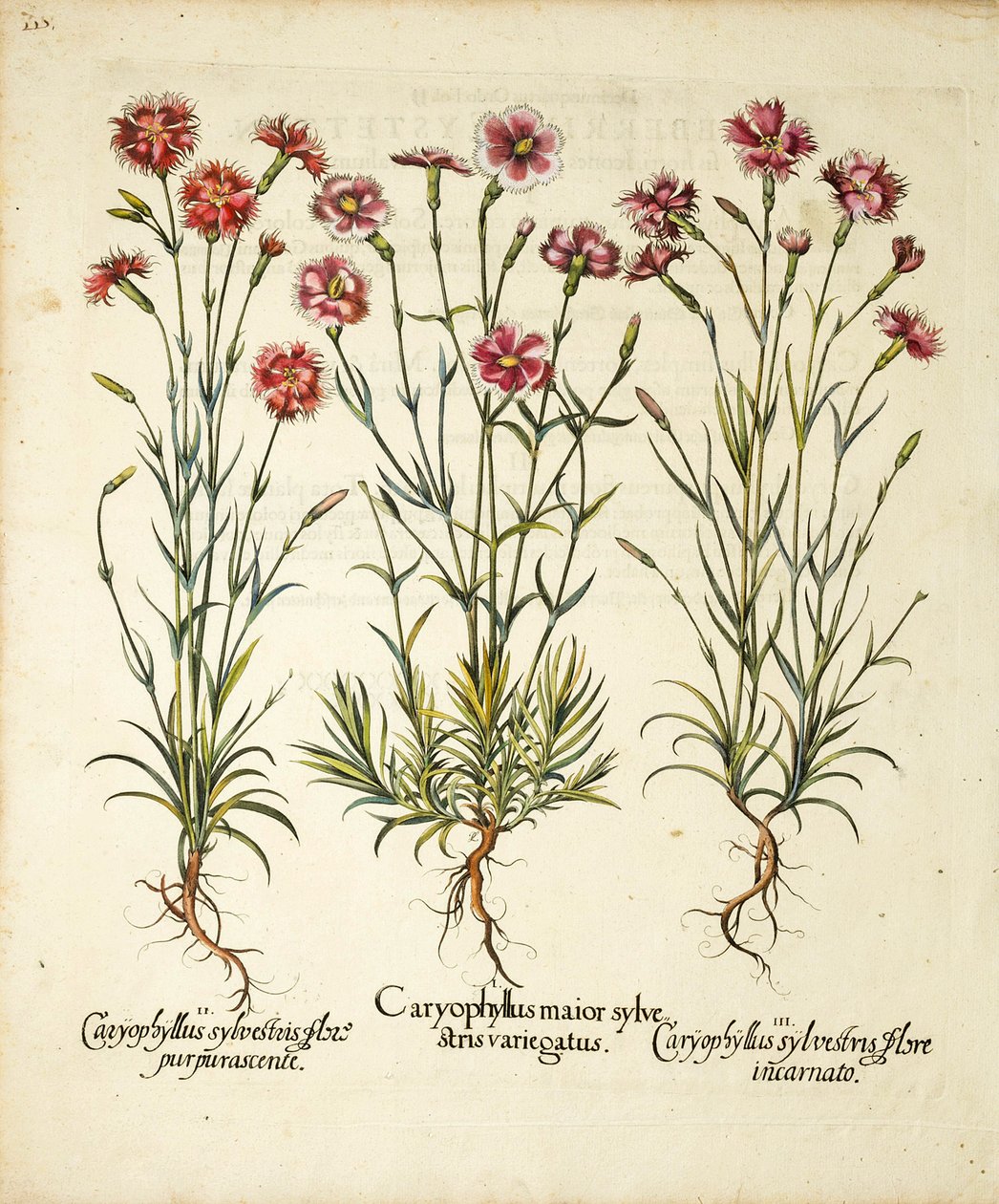 Variëteiten van Caryophyllus Sylvestris gepubliceerd in Hortus Eystettensis door Basilius Besler
