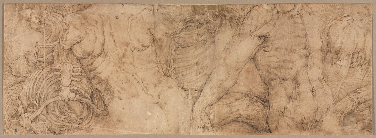 Torsos met ribbenkasten door Battista Franco