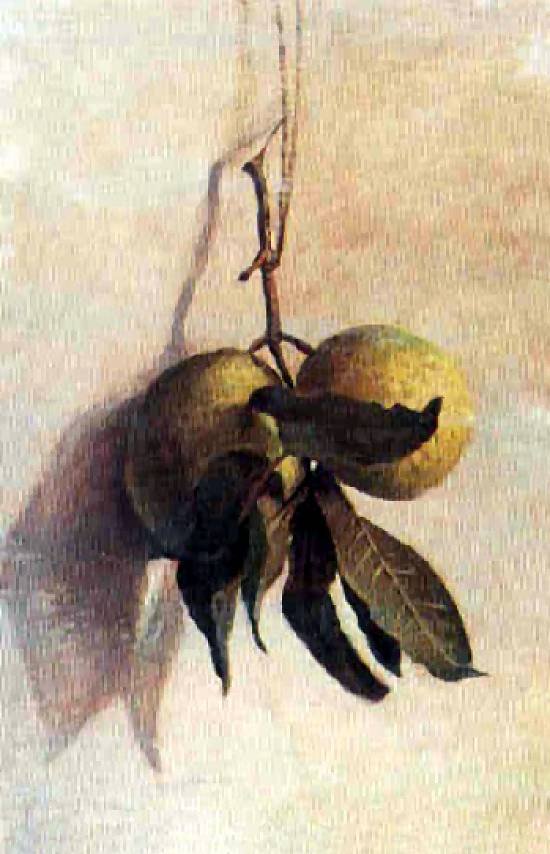 Guava door Benedito Calixto