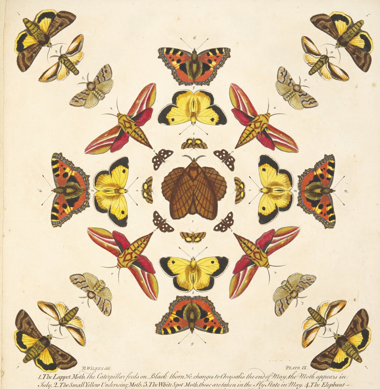 Detail (plaat IX) uit Een zeldzame afbeelding van vlinders en motten, pub. 1764 (handgekleurde gravure) door Benjamin Wilkes