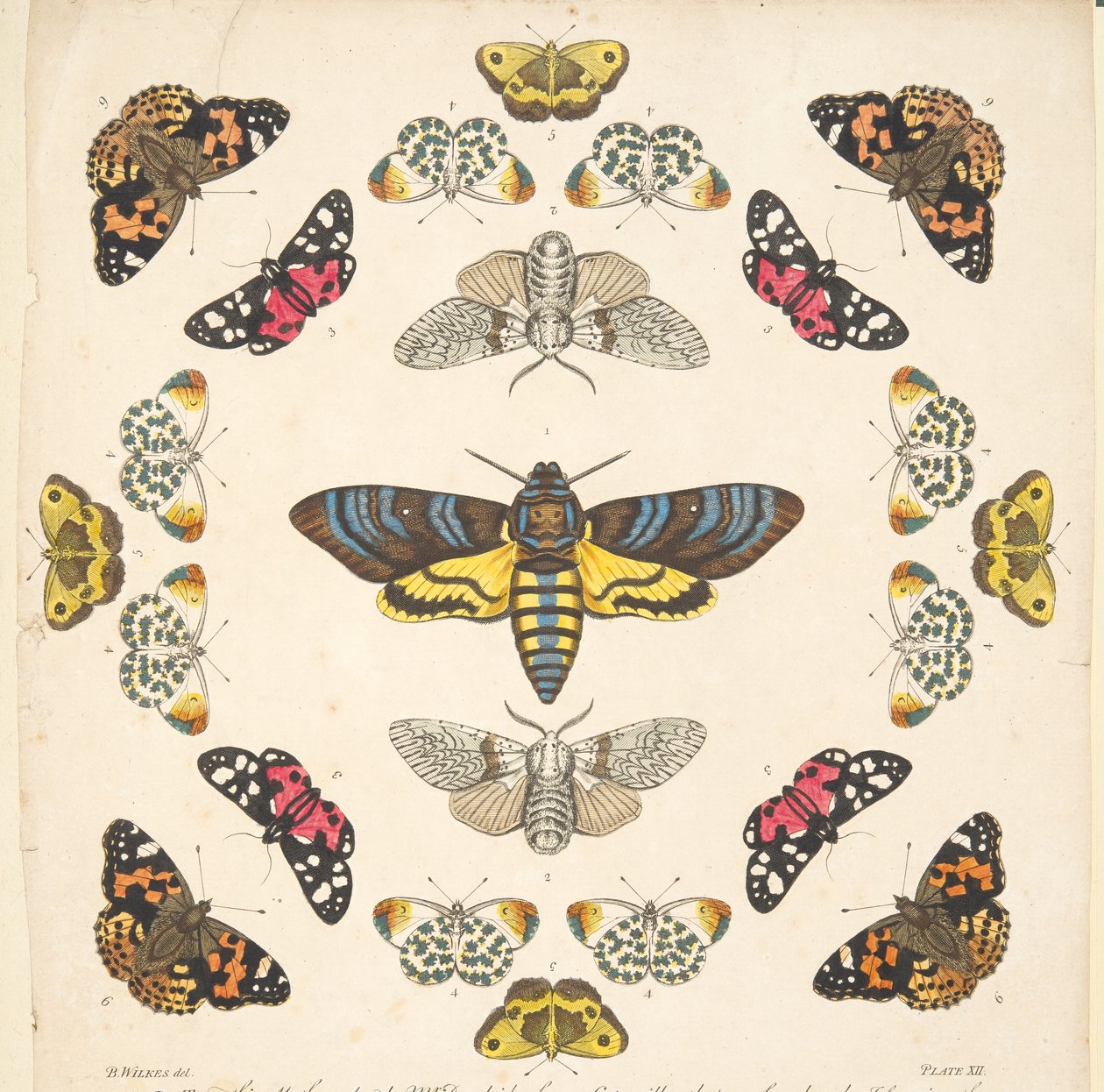 Detail van Plaat XII, uit Een Zeldzame Afbeelding van Vlinders en Motten, uitgegeven 1764 door Benjamin Wilkes