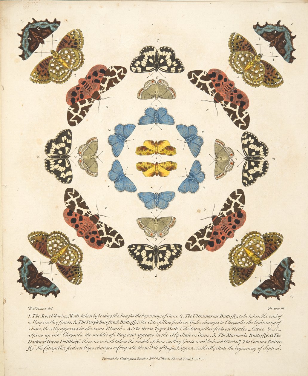 Plaat III uit Een Zeldzame Afbeelding van Vlinders en Motten, uitgegeven 1764 door Benjamin Wilkes