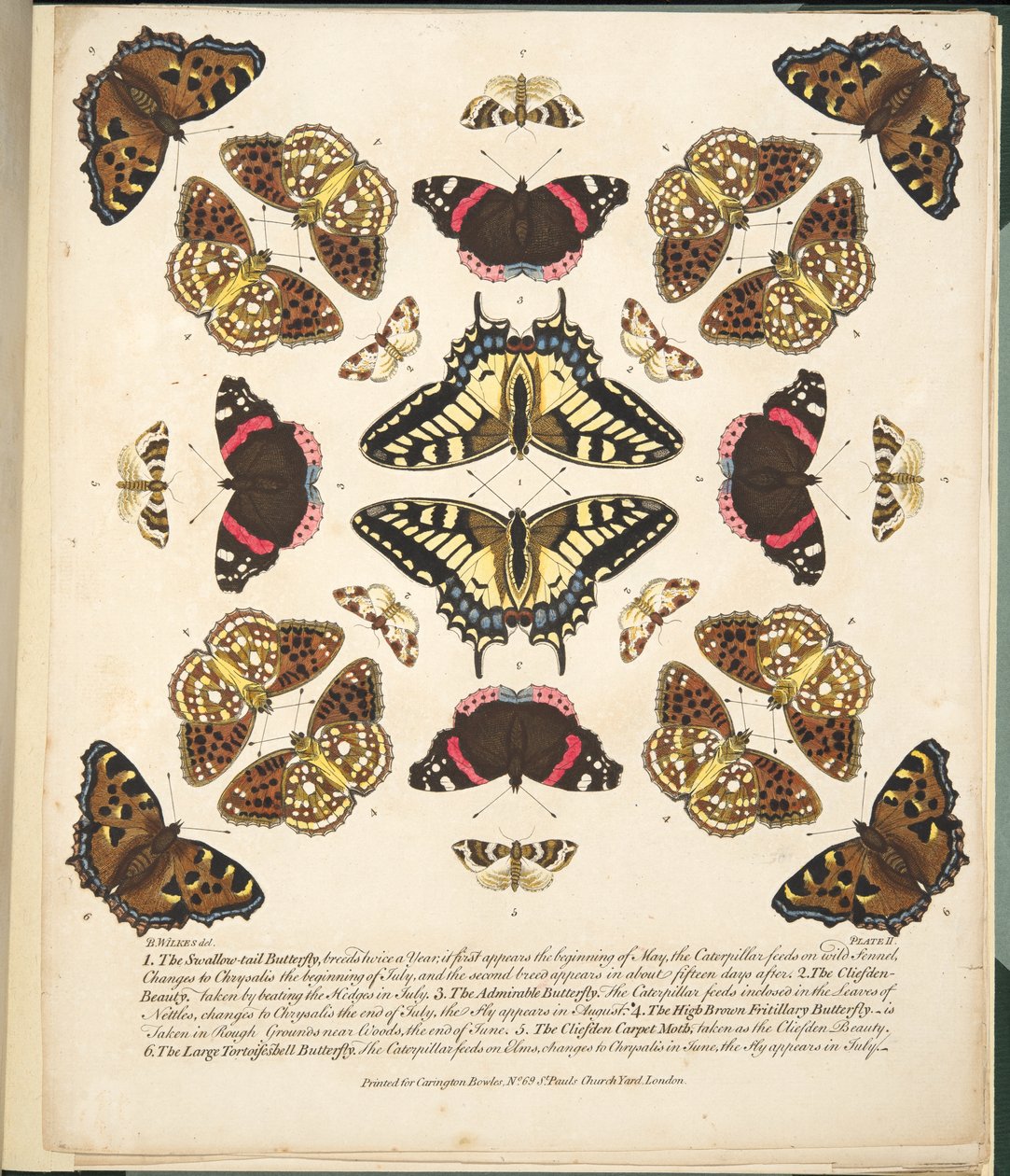 Plaat II uit Een Zeldzame Afbeelding van Vlinders en Motten, uitgegeven 1764 door Benjamin Wilkes