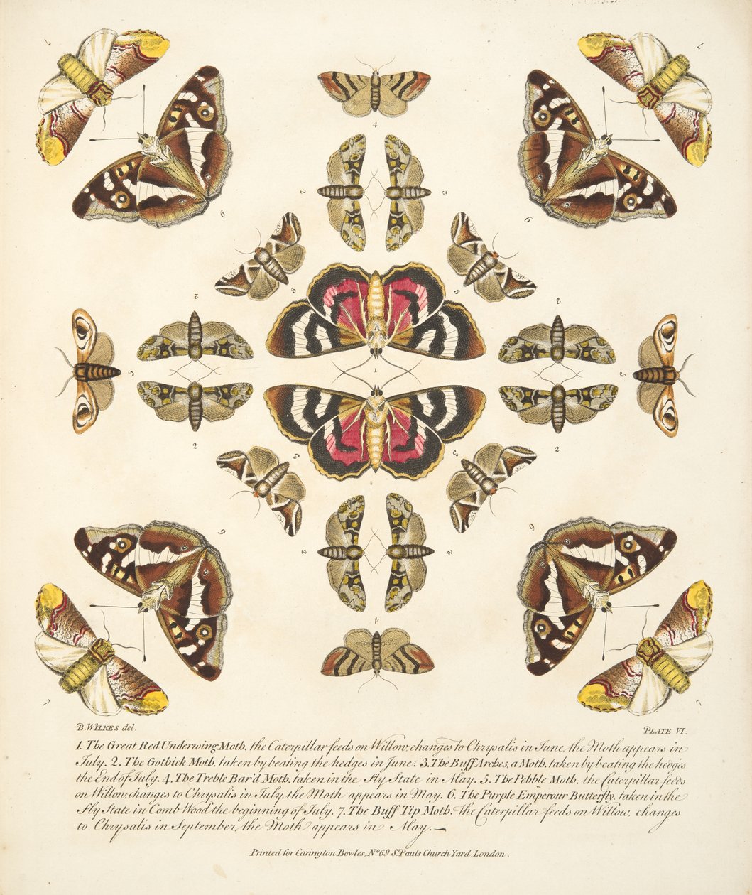 Plaat VI, uit Een zeldzame afbeelding van vlinders en motten, uitgegeven 1764 (handgekleurde gravure) door Benjamin Wilkes