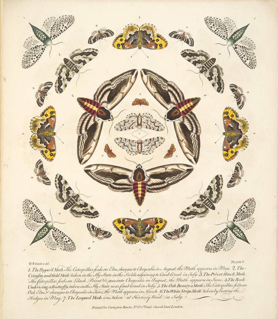 Plaat V, uit Een zeldzame afbeelding van vlinders en motten, uitgegeven 1764 (handgekleurde gravure) door Benjamin Wilkes