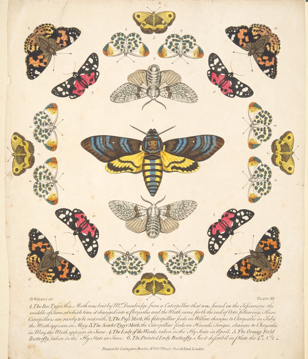 Plaat XII, uit Een zeldzame afbeelding van vlinders en motten, uitgegeven 1764 door Benjamin Wilkes