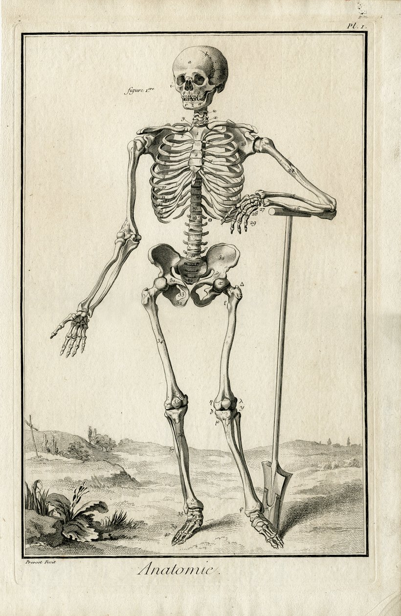 Anatomie - anatomische studie van een skelet door Benoit Louis Prevost