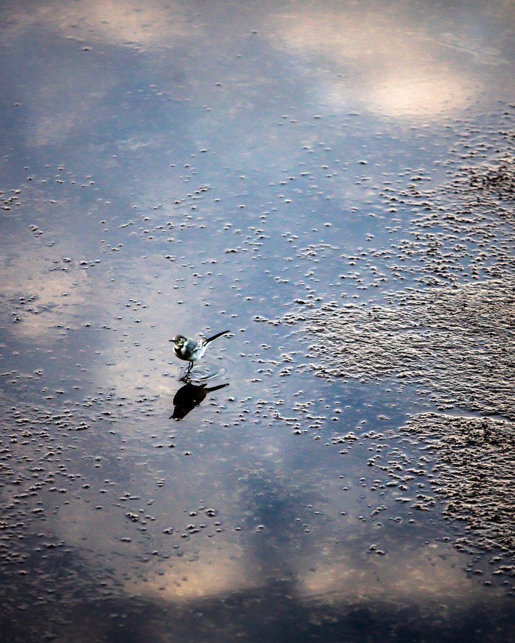 Vogel op de Garonne in Toulouse, Haute-Garonne (foto) door Bernard Bonnefon