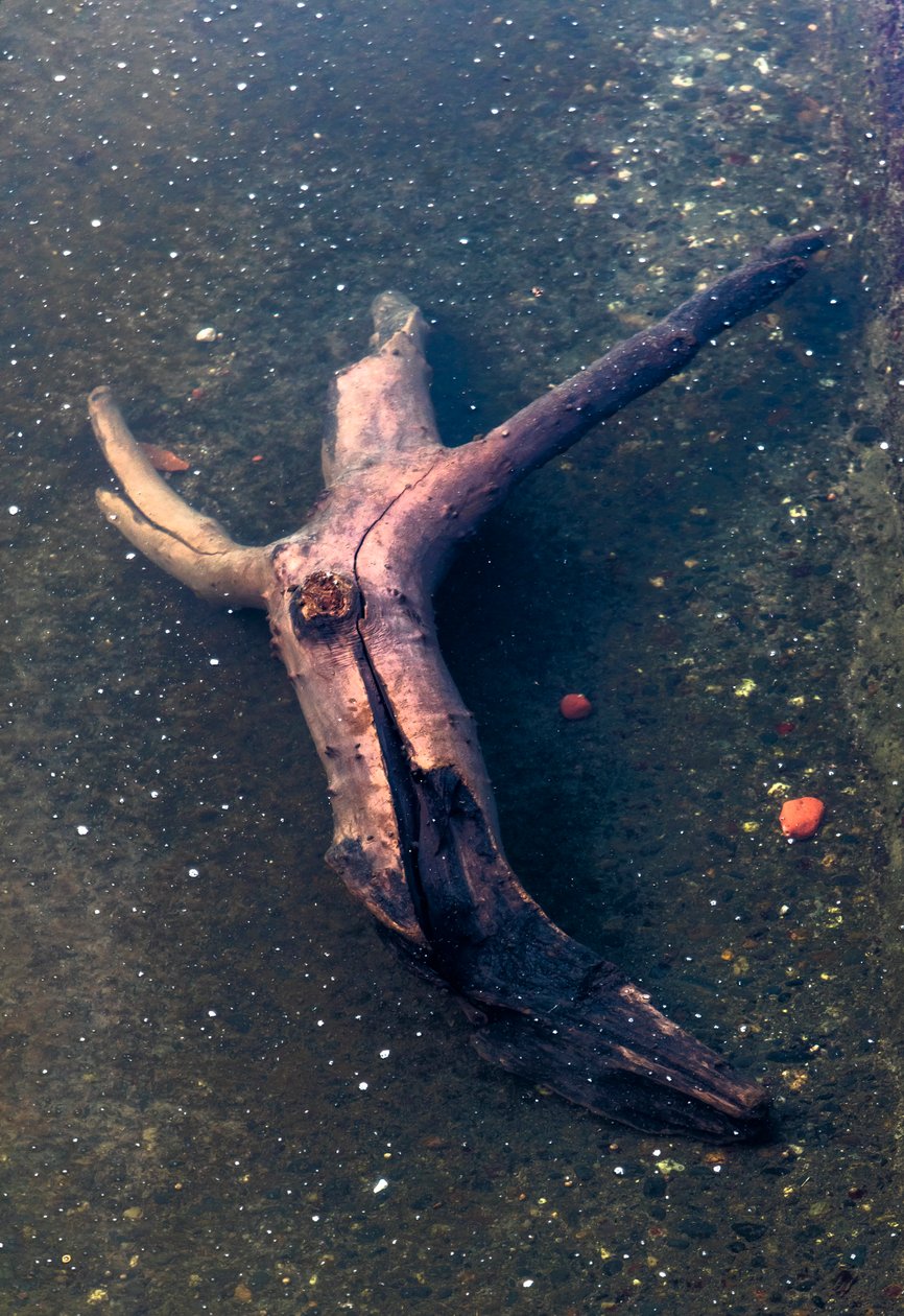 Hout in de vorm van een kruisbeeld in de Garonne, Toulouse, Haute-Garone (foto) door Bernard Bonnefon