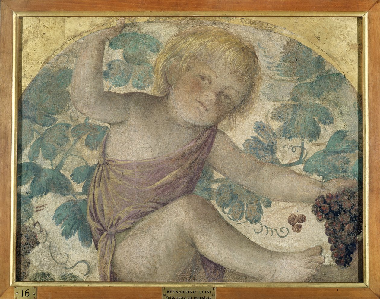 Oogstende putti - Putto onder een prieel, c.1514 (losgemaakte fresco op paneel) door Bernardino Luini