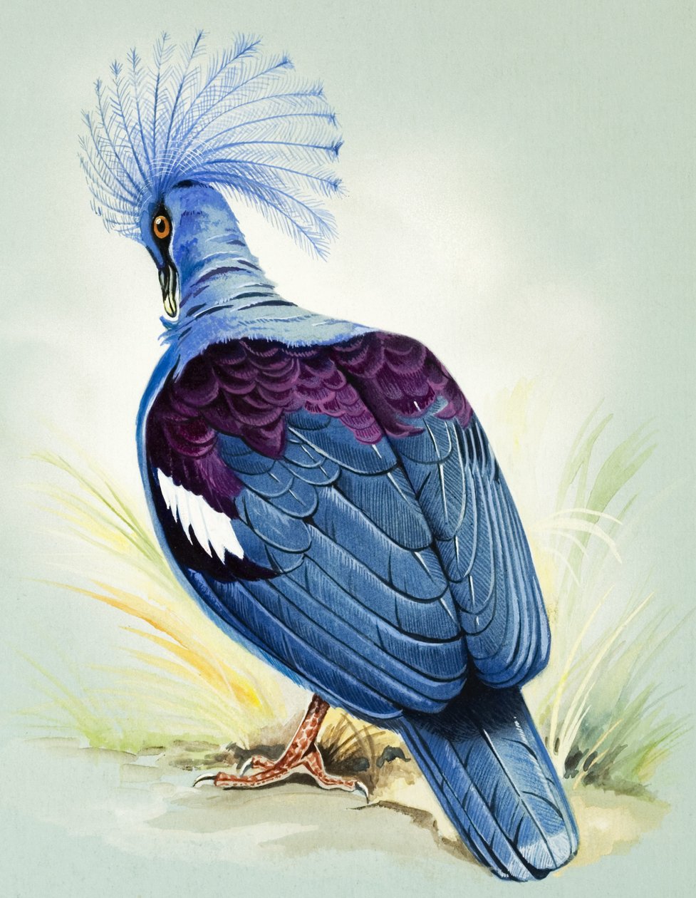 Blauw gekroonde duif (gouache op papier) door Bert Illoss