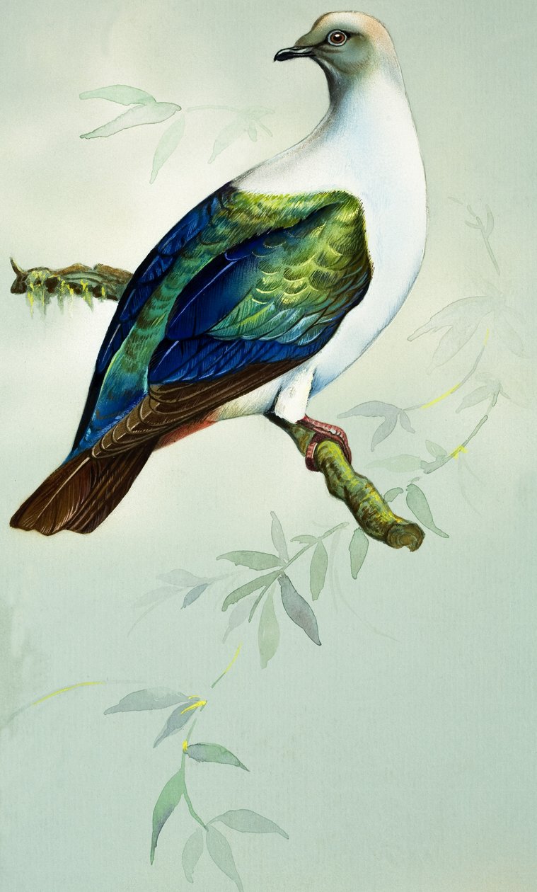 Keizerlijke Fruitduif (gouache op papier) door Bert Illoss